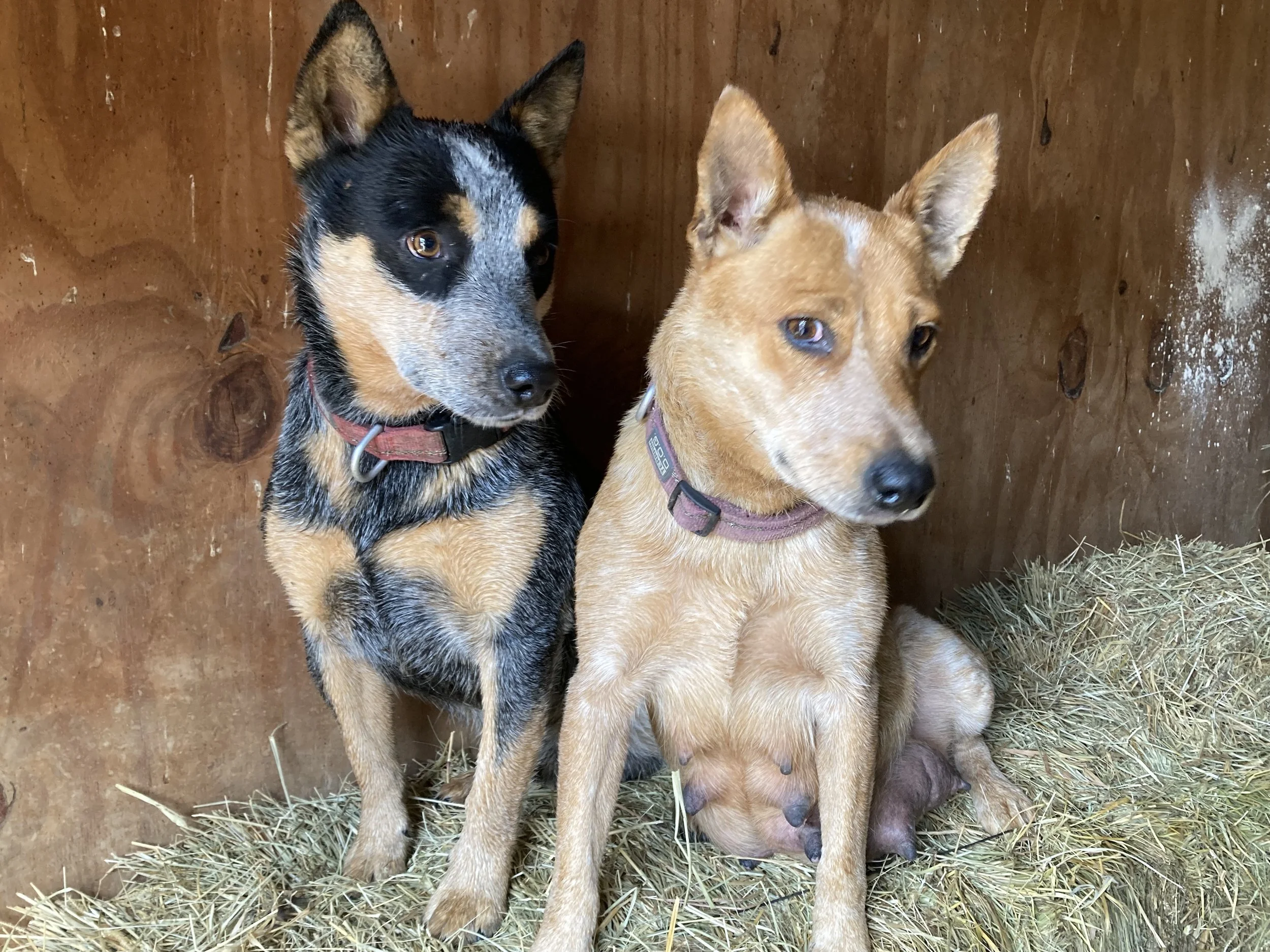 Heelers ranch deals